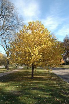 Prunus, Chokecherry Tree 'Amur'