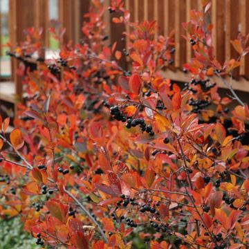 Aronia, Black Chokeberry 'Autumn Magic'