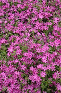 Phlox, Creeping 'Crimson Beauty'