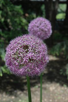 Allium, Ornamental Onion 'Globemaster'