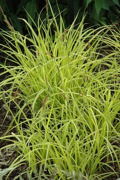 Grass, Carex 'Aurea' (Bowle's Golden Sedge)