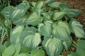 Hosta, Blue-White Leaf 'Guardian Angel'