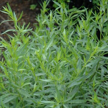 Artemisia, French Tarragon