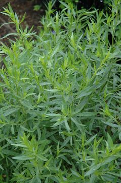 Artemisia, French Tarragon