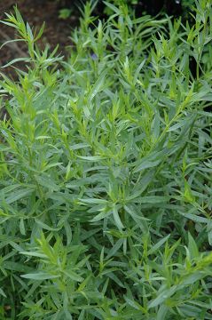 Tarragon, French (Herb)