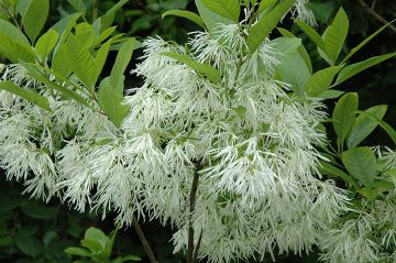 Chionanthus, White Fringetree 