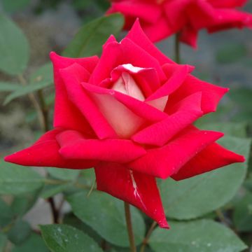 Rosa, Tea Rose 'Love' 
