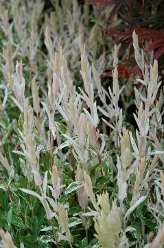 Salix, Dappled Willow Tree 'Hakura Nishiki'