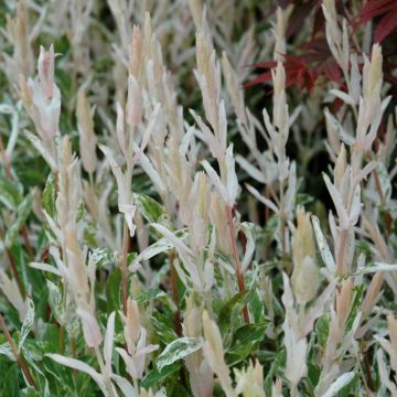 Salix, Dappled Willow 'Hakura Nishiki'