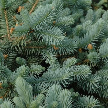 Picea, Colorado Spruce 'Lundeby's Dwarf' 