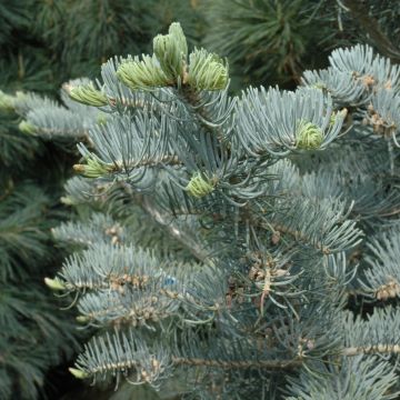 Abies, White Fir 'Candicans' (Large Sizes)