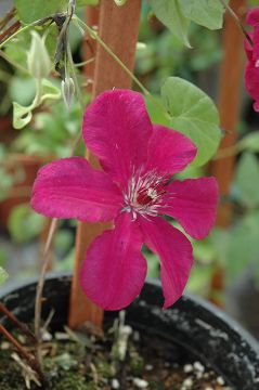 Clematis, 'Cardinal Wyszynski'