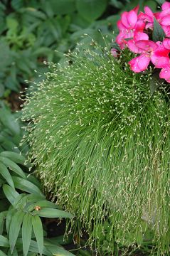 Isolepis, Fiber Optic Grass