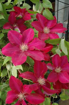 Clematis, 'Rebecca™'