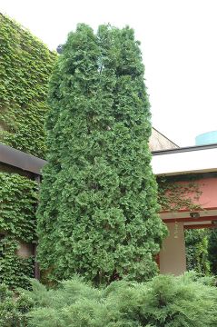 Thuja, Arborvitae 'Pyramidal'