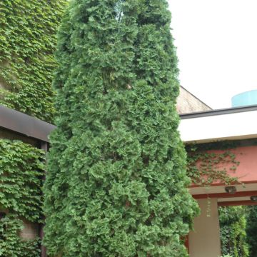 Thuja, Arborvitae 'Pyramidal' (Large Sizes)