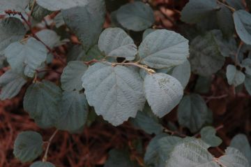 Fothergilla 'Blue Shadow'