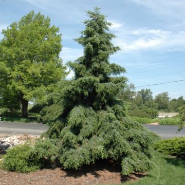 Picea, Serbian Spruce 'Weeping'