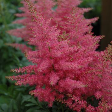 Astilbe, Younique™ False Spirea 'Carmine'