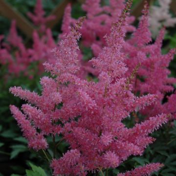 Astilbe, Younique™ False Spirea 'Lilac'