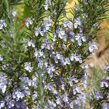 Rosmarinus Officinalis 'Rosemary'