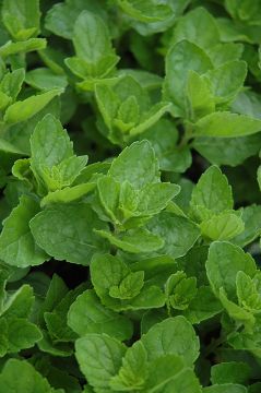Mentha, Spearmint