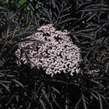 Sambucus, Elderberry 'Black Lace™'