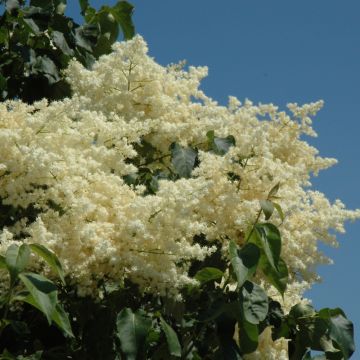 Syringa, Japanese Lilac Tree 'Snowdance™' (Large Sizes)