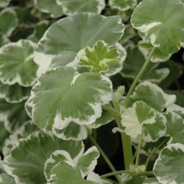 Geranium, Wilhelm Langguth
