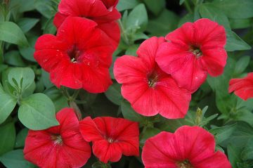 Petunia, Hurrah™ 'Red'