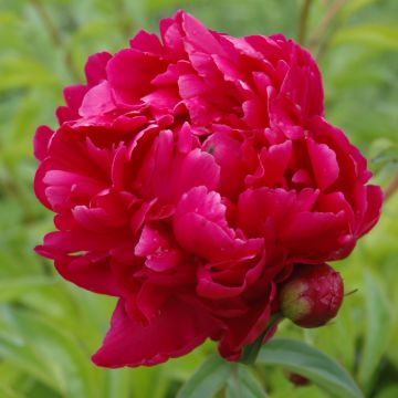 Paeonia, Peony 'Adolphe Rousseau'