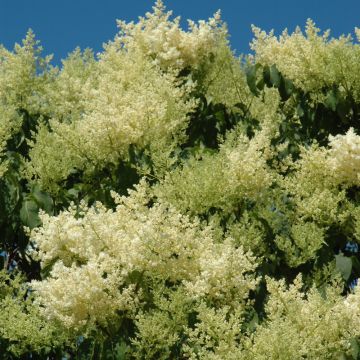 Syringa, Japanese Tree Lilac - Bare Root