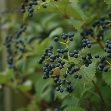 Viburnum, Arrowwood 'Red Feather®'