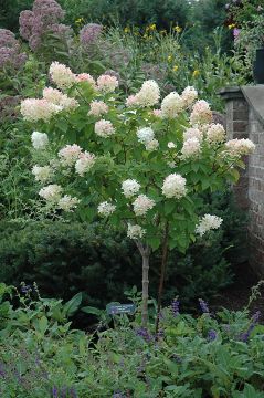 Hydrangea Tree, Panicle 'Limelight'