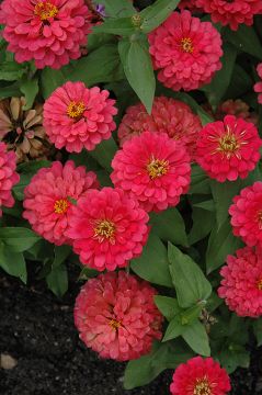 Zinnia, Magellan™ 'Cherry'