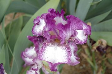 Iris, Bearded 'Mariposa Autumn'