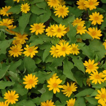 Melampodium, Butter Daisy