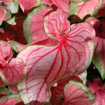 Caladium, Florida Sweetheart