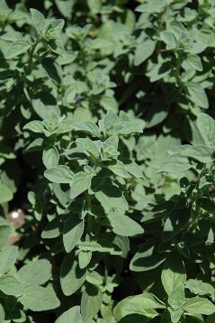 Oregano, Italian (Herb)