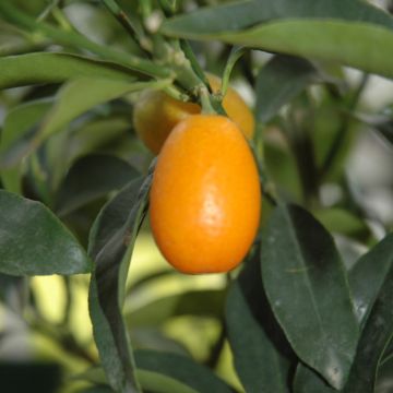 Citrus 'Kumquat'