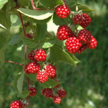 Rubus, Raspberry 'Heritage'