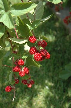 Rubus, Fall Raspberry 'Heritage'