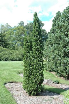 Thuja, Arborvitae 'DeGroot's Spire'