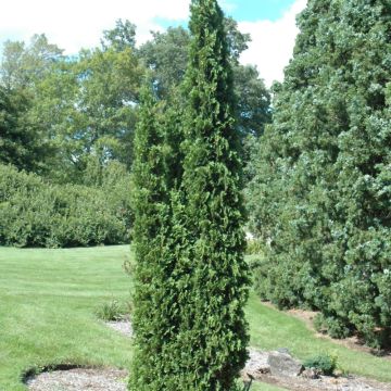 Thuja, Arborvitae 'DeGroot's Spire' (Large Sizes)