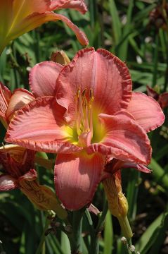 Hemerocallis, Pink Daylily 'Scottish Fantasy'