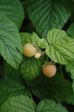 Rubus, Fall Raspberry 'Fallgold'