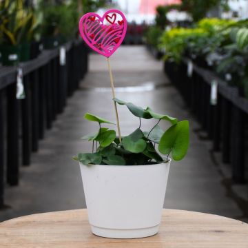 Hemionitis Arifolia 'Heart Fern'