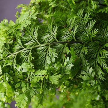 Asplenium Bulbiferum 'Mother Fern'