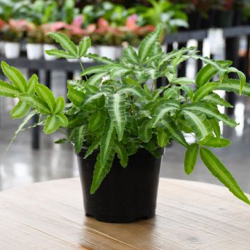 Pteris Cretica 'Silver Ribbon Fern'