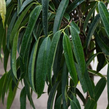 Ficus Maclellandii 'Alii'